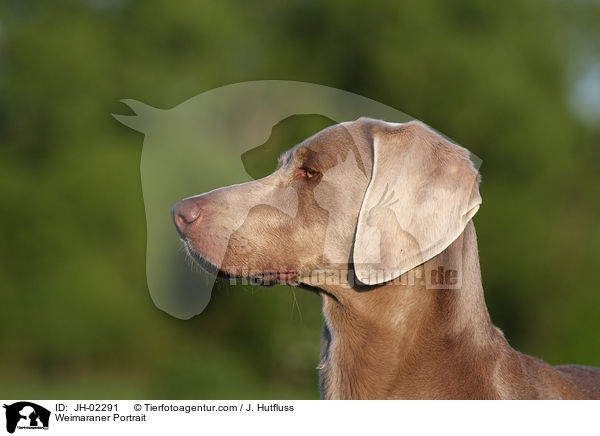 Weimaraner Portrait / Weimaraner Portrait / JH-02291