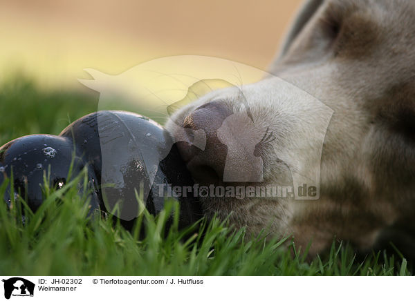 Weimaraner / Weimaraner / JH-02302