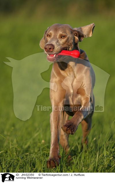 rennender Weimaraner / running Weimaraner / JH-02350