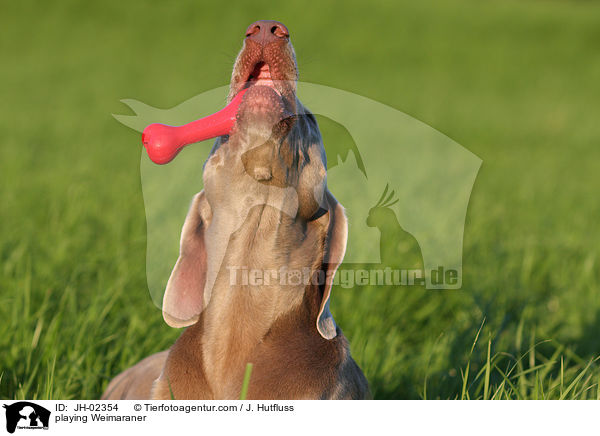 spielender Weimaraner / playing Weimaraner / JH-02354