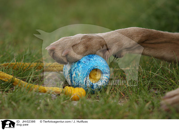 Hundepfote / dog paw / JH-02386
