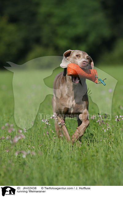 rennender Weimaraner / running Weimaraner / JH-02438