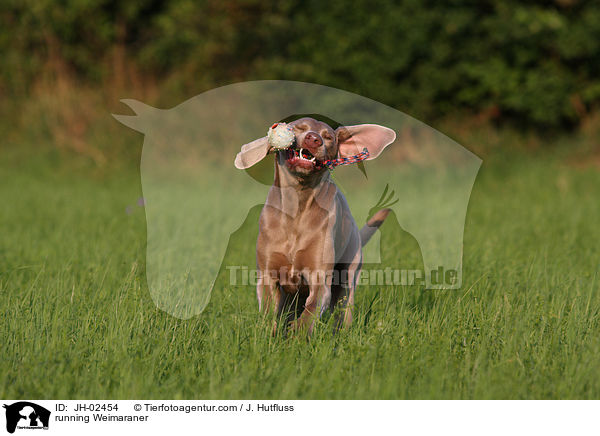 rennender Weimaraner / running Weimaraner / JH-02454