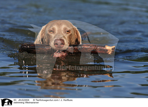 Weimaraner im See / swimming Weimaraner / JH-02464