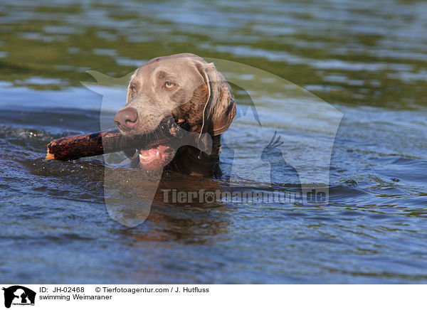 Weimaraner im See / swimming Weimaraner / JH-02468