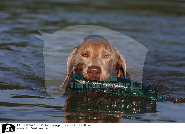 Weimaraner im See / swimming Weimaraner / JH-02475