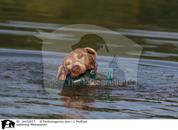 Weimaraner im See / swimming Weimaraner / JH-02477