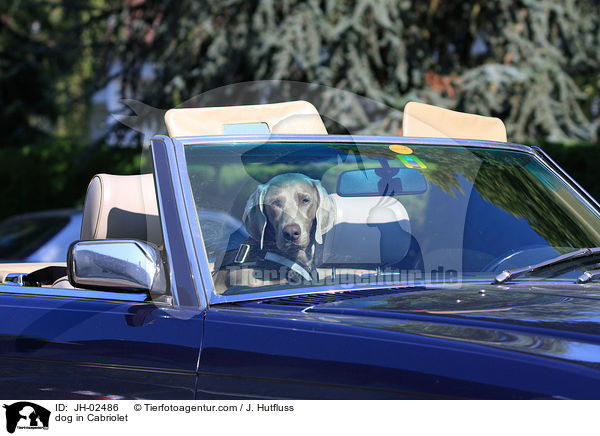 Hund in Cabriolet / dog in Cabriolet / JH-02486