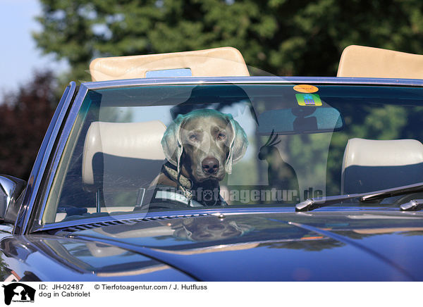 Hund in Cabriolet / dog in Cabriolet / JH-02487