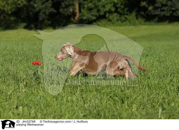 spielender Weimaraner / playing Weimaraner / JH-02788