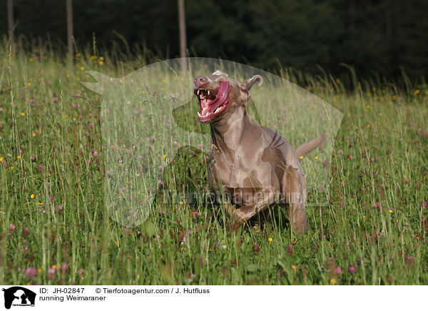 rennender Weimaraner / running Weimaraner / JH-02847