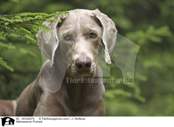 Weimaraner Portrait / Weimaraner Portrait / JH-02875