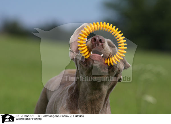 Weimaraner Portrait / Weimaraner Portrait / JH-02894