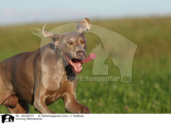 rennender Weimaraner / running Weimaraner / JH-02914