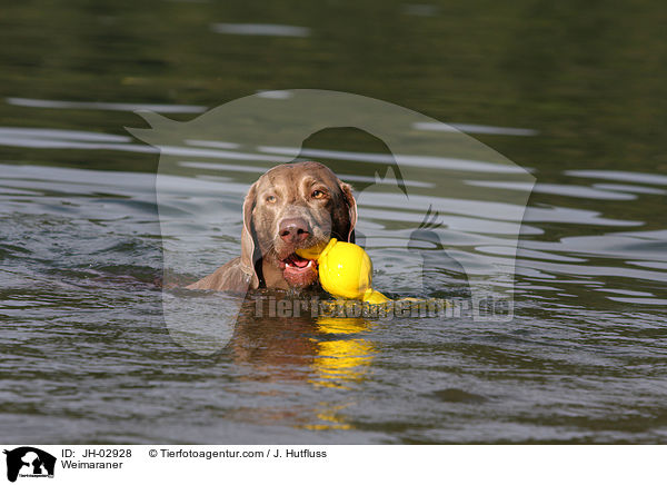 Weimaraner / Weimaraner / JH-02928