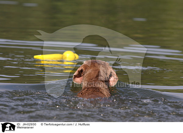 Weimaraner / Weimaraner / JH-02930