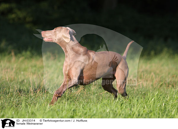 Weimaraner Hndin / female Weimaraner / JH-03314