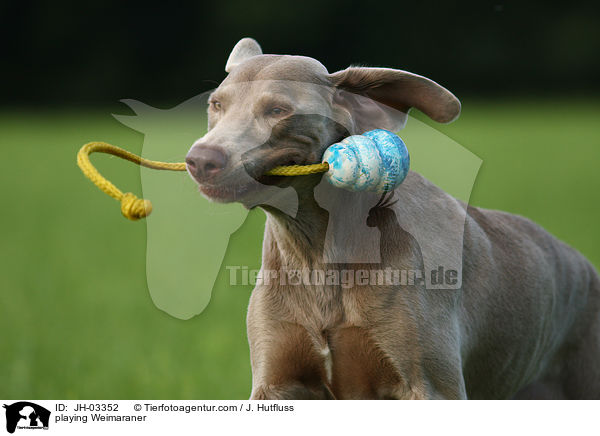 spielender Weimaraner / playing Weimaraner / JH-03352