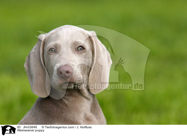 Weimaraner Welpe / Weimaraner puppy / JH-03646