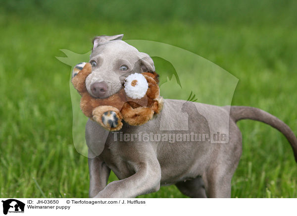 Weimaraner Welpe / Weimaraner puppy / JH-03650