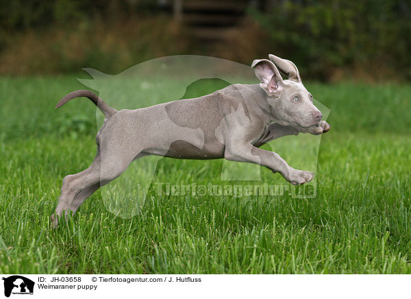 Weimaraner Welpe / Weimaraner puppy / JH-03658