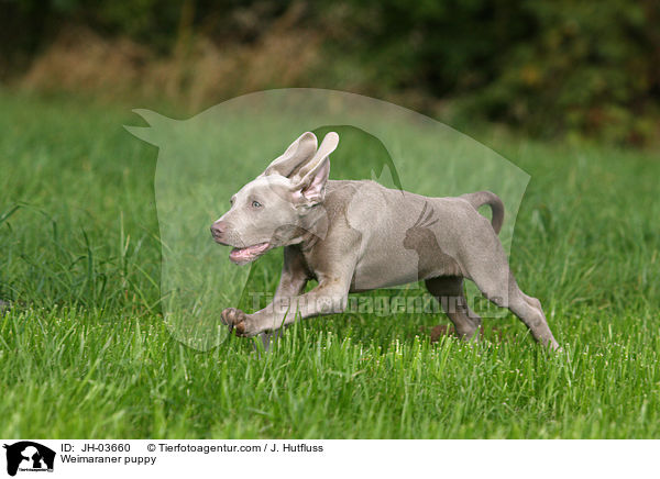 Weimaraner Welpe / Weimaraner puppy / JH-03660