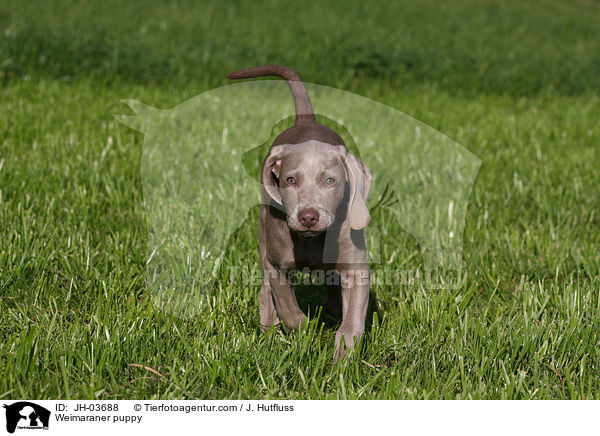 Weimaraner Welpe / Weimaraner puppy / JH-03688