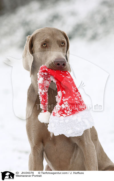 Weimaraner Portrait / Weimaraner Portrait / JH-04076