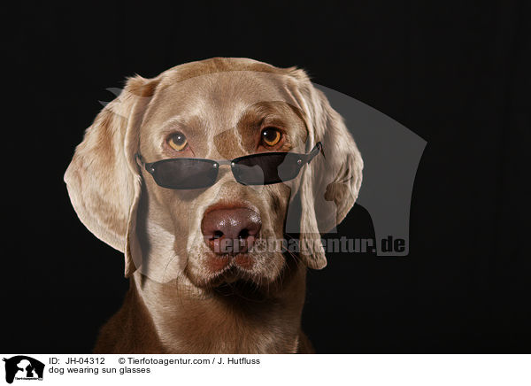 Hund trgt Sonnenbrille / dog wearing sun glasses / JH-04312
