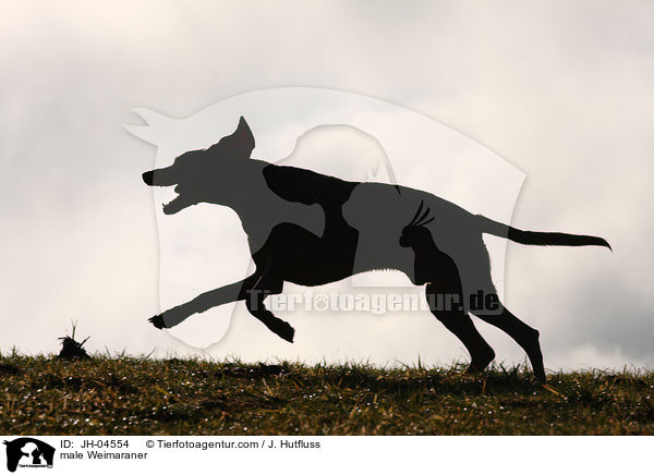 Weimaraner Rde / male Weimaraner / JH-04554