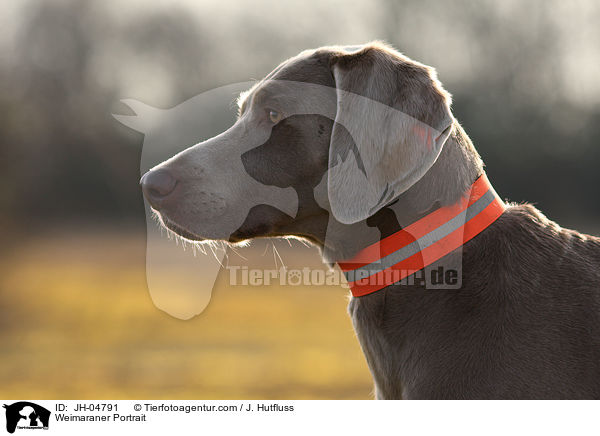 Weimaraner Portrait / Weimaraner Portrait / JH-04791