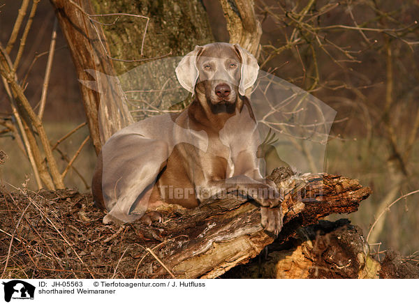 Kurzhaarweimaraner / shorthaired Weimaraner / JH-05563