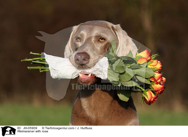 Weimaraner mit Rose im Maul / Weimaraner with rose / JH-05909
