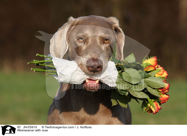 Weimaraner mit Rose im Maul / Weimaraner with rose / JH-05910