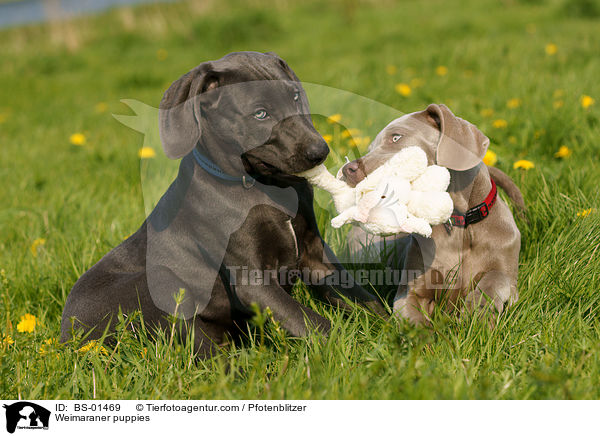 Weimaraner Welpen / Weimaraner puppies / BS-01469