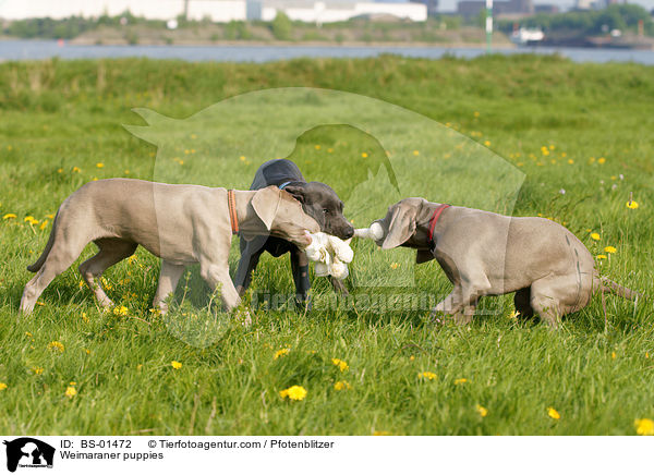 Weimaraner Welpen / Weimaraner puppies / BS-01472