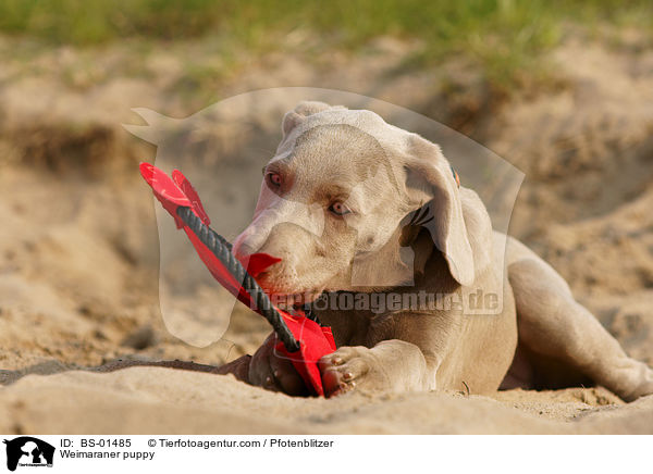 Weimaraner Welpe / Weimaraner puppy / BS-01485