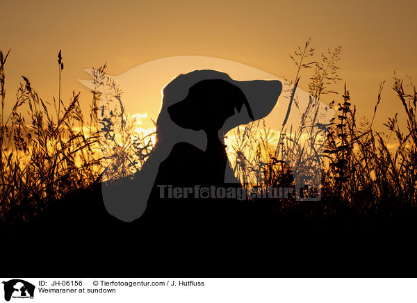 Weimaraner im Sonnenuntergang / Weimaraner at sundown / JH-06156