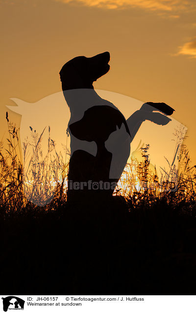 Weimaraner im Sonnenuntergang / Weimaraner at sundown / JH-06157