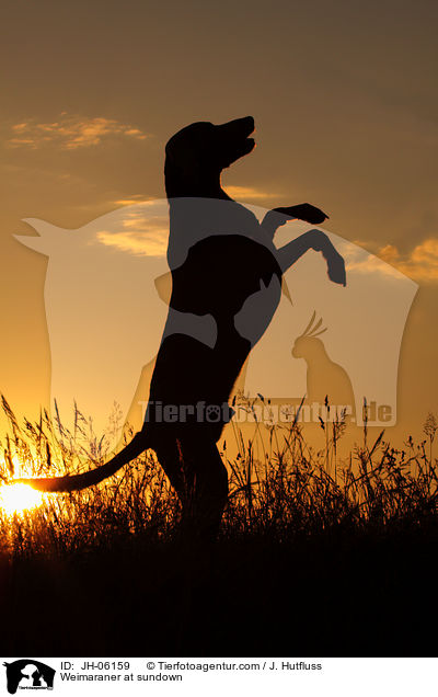 Weimaraner im Sonnenuntergang / Weimaraner at sundown / JH-06159