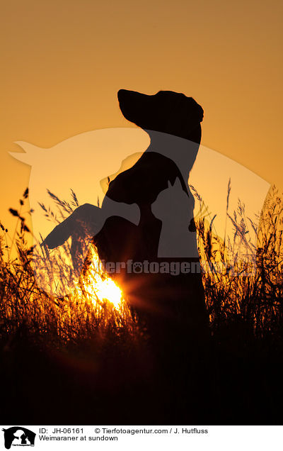 Weimaraner im Sonnenuntergang / Weimaraner at sundown / JH-06161