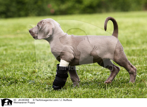 Weimaraner Puppy / JH-06368