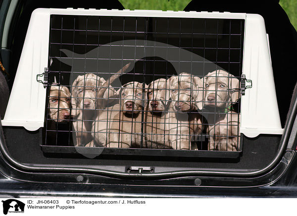 Weimaraner Welpen / Weimaraner Puppies / JH-06403