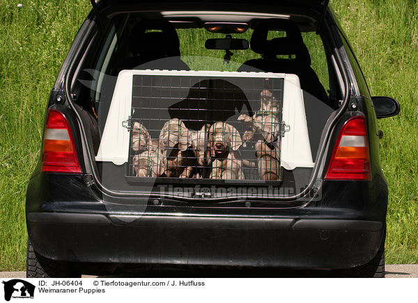 Weimaraner Welpen / Weimaraner Puppies / JH-06404