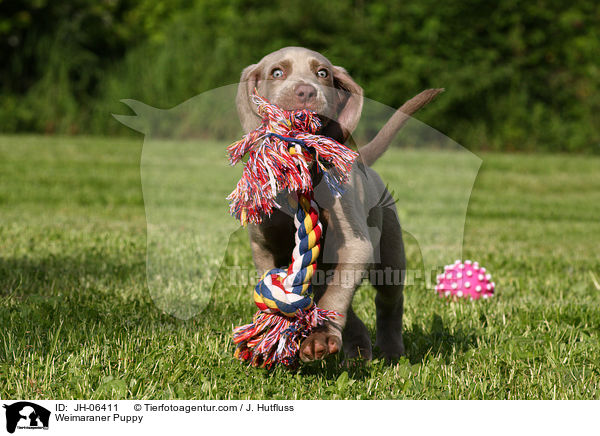 Weimaraner Puppy / JH-06411