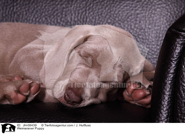 Weimaraner Welpe / Weimaraner Puppy / JH-06439