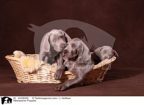 Weimaraner Puppies / JH-06450
