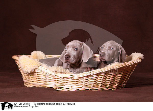 Weimaraner Puppies / JH-06451