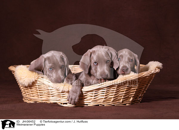 Weimaraner Puppies / JH-06452