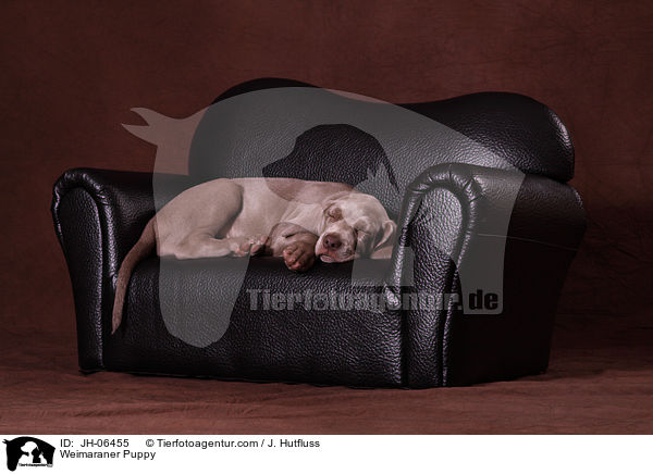 Weimaraner Welpe / Weimaraner Puppy / JH-06455